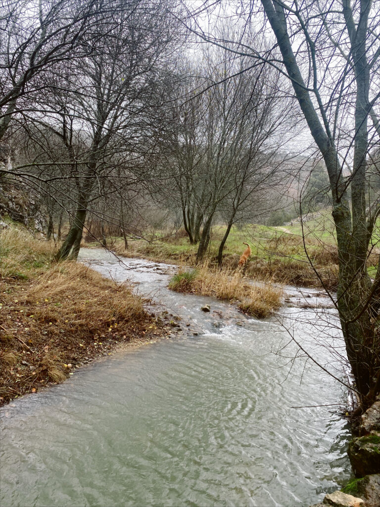 Foto de un río en invierno, los árboles sin hojas.